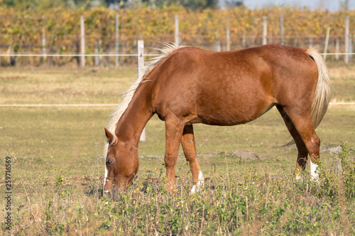 Grasendes braunes Pferd © Christian