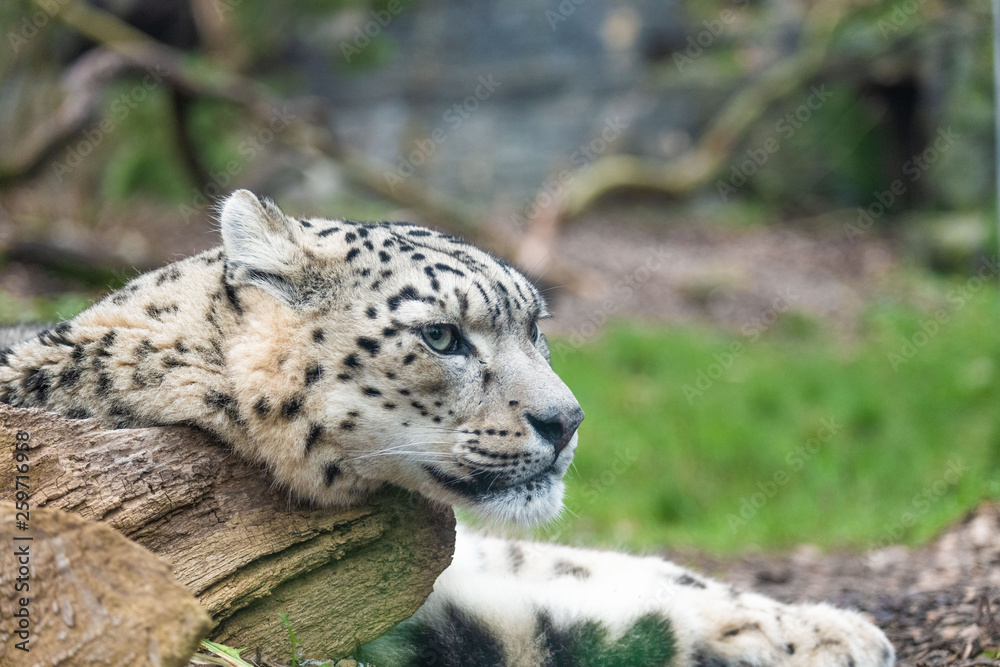 Snow Leopard - Headshot - Relaxing Snow Leopard - Headshot - Relaxing