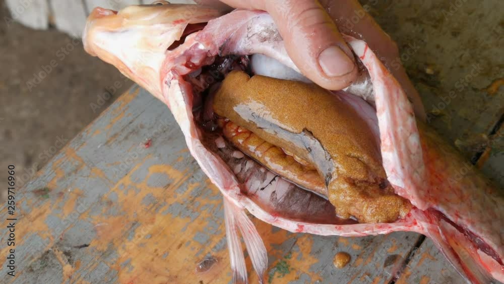 Inside the fish a lot of caviar and entrails. Male fisherman hands cut the belly of a large freshwater fish on a wooden old table Inside the fish a lot of caviar and entrails. Male fisherman hands cut the belly of a large freshwater fish on a wooden old table