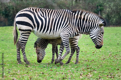 Zebra with Foal - Grazing