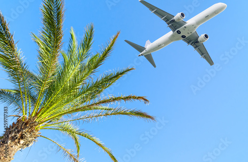 Airplane flying over tropical palm tree on sky background