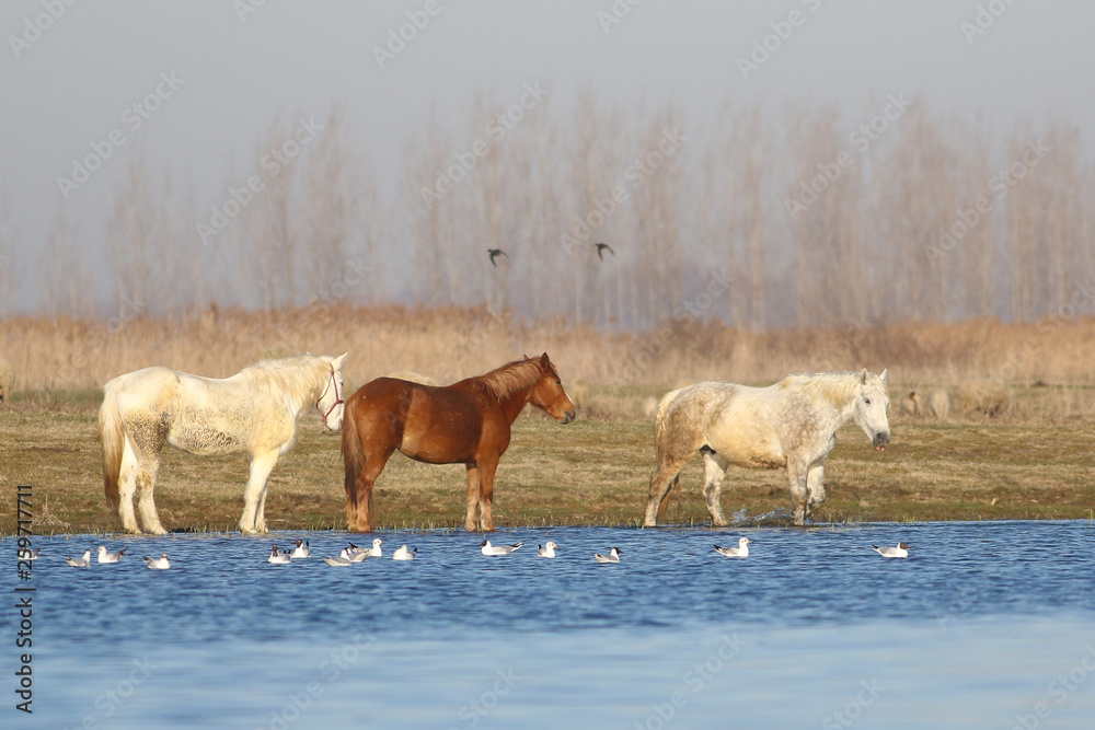 Three wild horses on the watering place Three wild horses on the watering place
