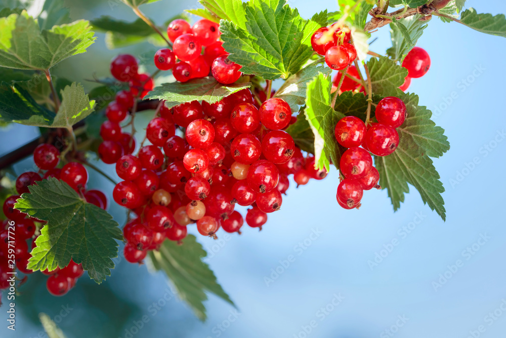 Red currants on the bush branch in the garden. Red currants on the bush branch in the garden.