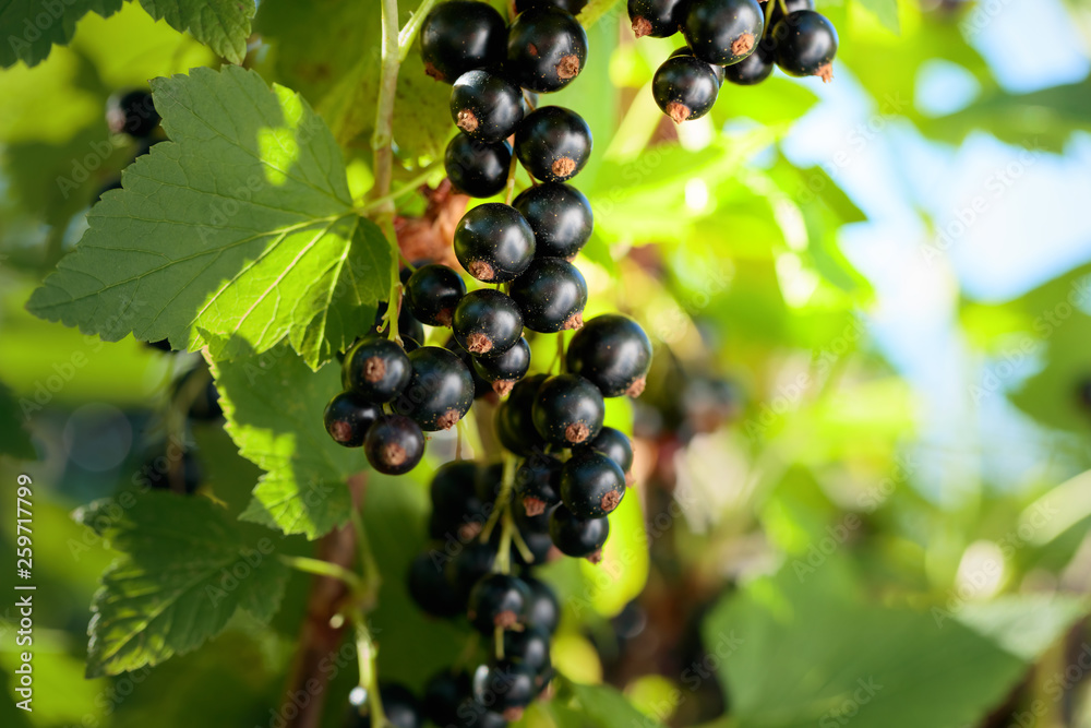 Blackcurrants on the bush branch. Blackcurrants on the bush branch.