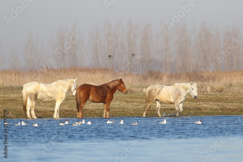 Three wild horses on the watering place