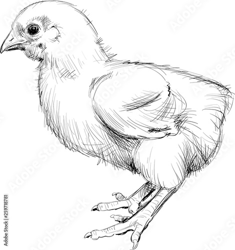 chick realistic drawing