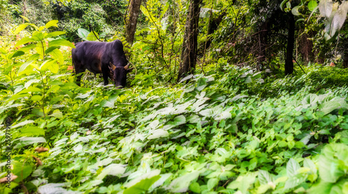 Thai cow grazing in  rainforest field photo