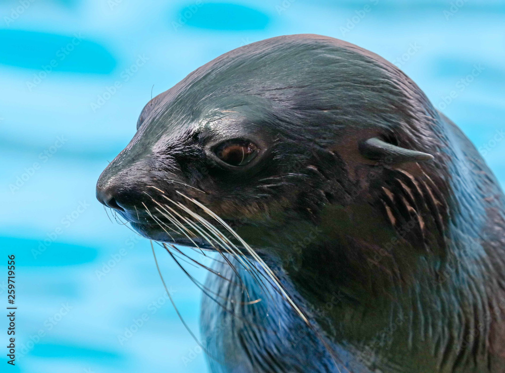 Fototapeta premium Fur seal portrait on nature