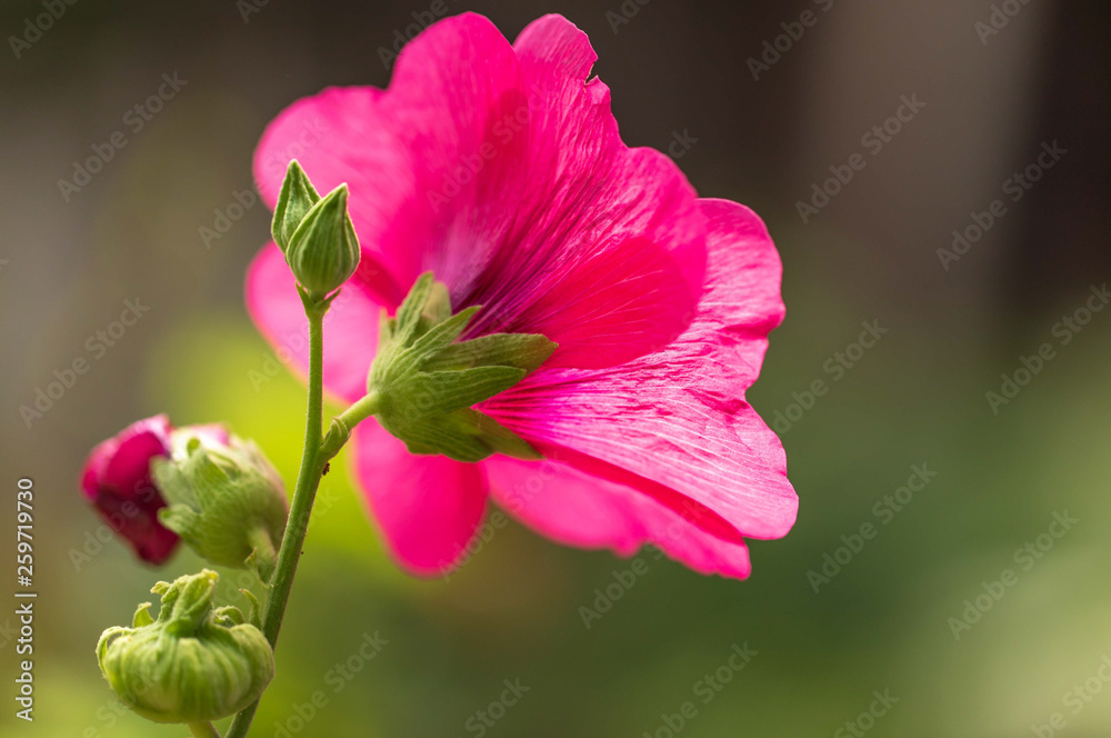 Pink flower grows in nature Pink flower grows in nature