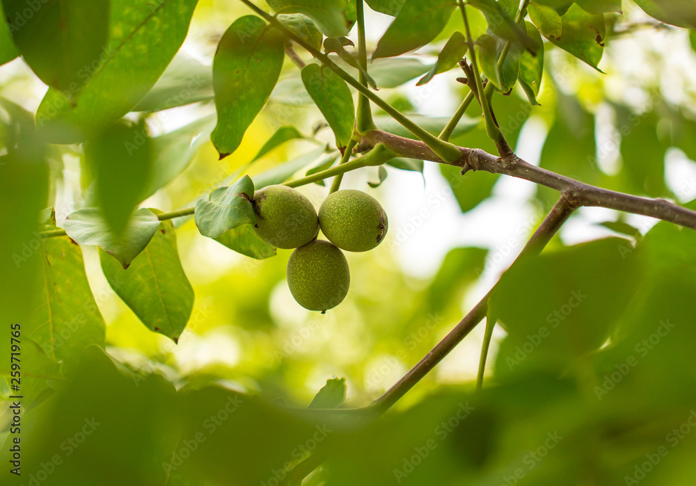 Walnuts on the branches of a tree in the garden