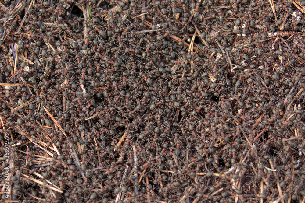 Common Wood Ants, Formica aquilonia, seen from above a nest while colony is active during spring in a scottish pine forest. Common Wood Ants, Formica aquilonia, seen from above a nest while colony is active during spring in a scottish pine forest.