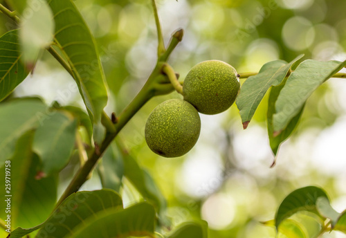 Walnuts on the branches of a tree in the garden