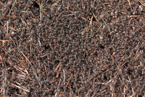 Common Wood Ants, Formica aquilonia, seen from above a nest while colony is active during spring in a scottish pine forest.