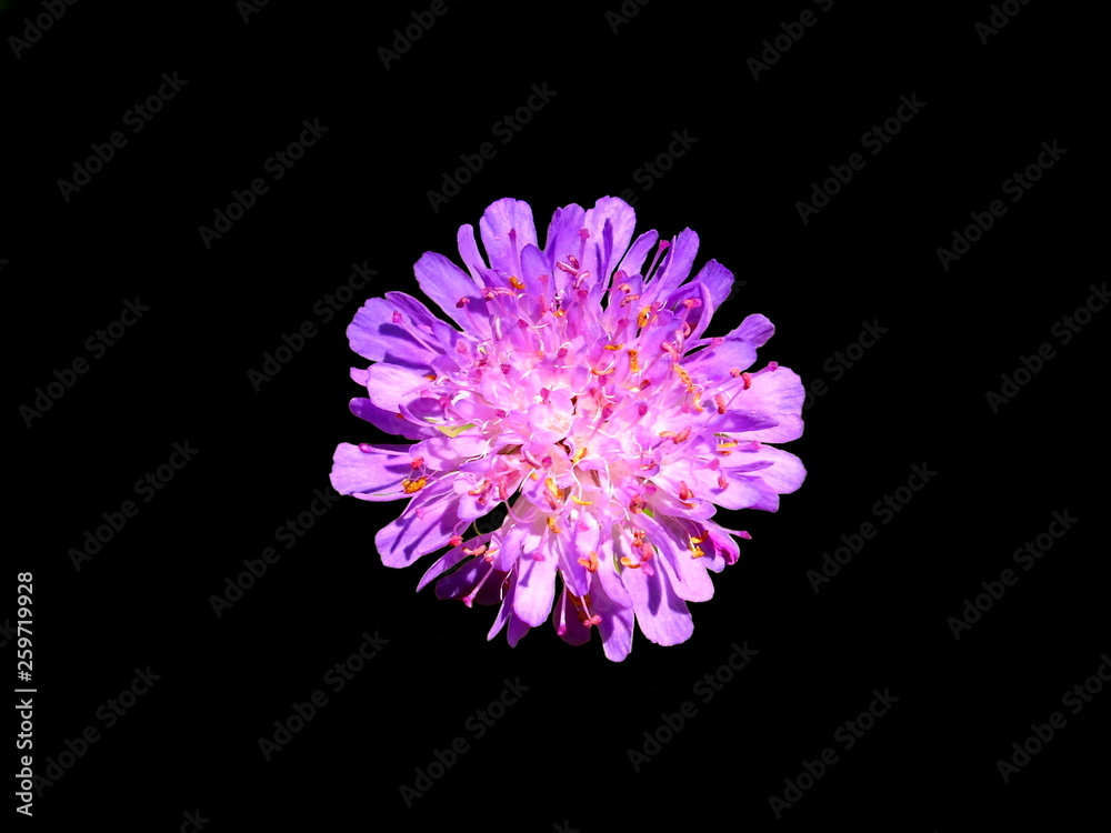 Close up of a Field Scabius (Knautia arvensis) isolated on a black background