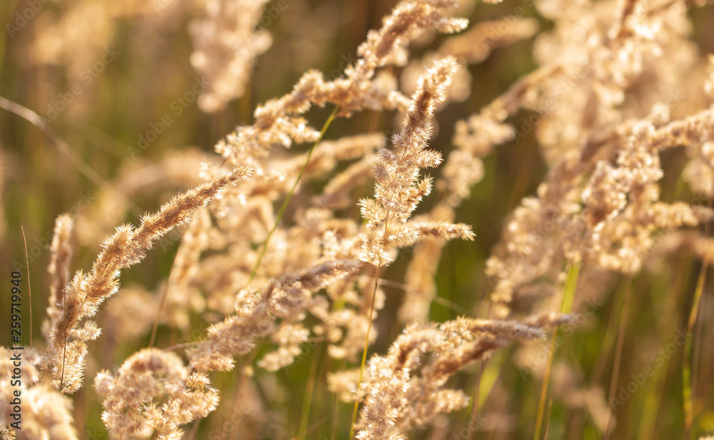 Spikes on the grass in nature as a background Spikes on the grass in nature as a background