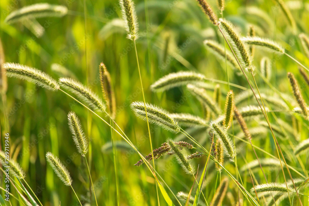 Spikes on the grass in nature as a background