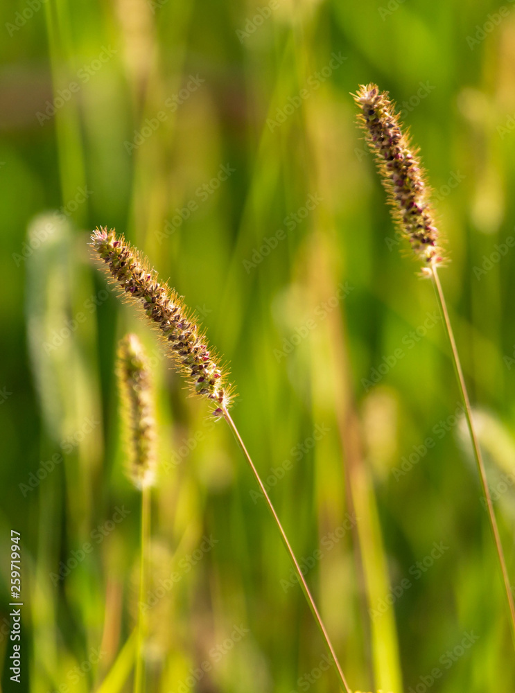 Spikes on the grass in nature as a background