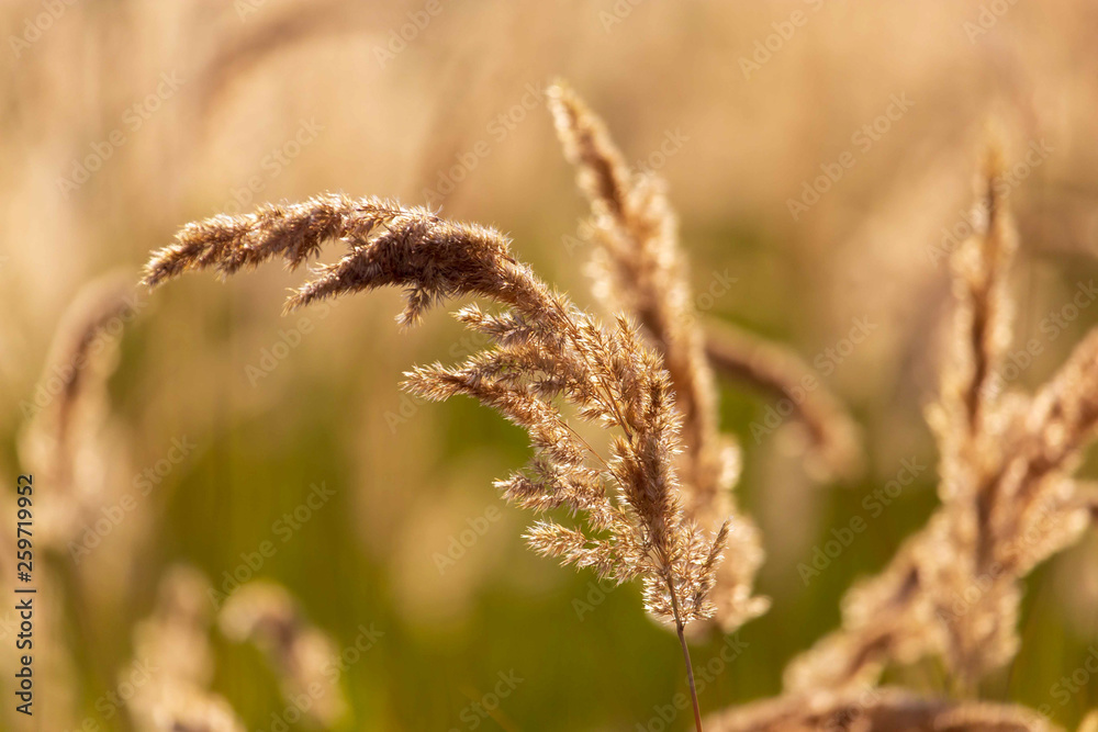 Spikes on the grass in nature as a background Spikes on the grass in nature as a background