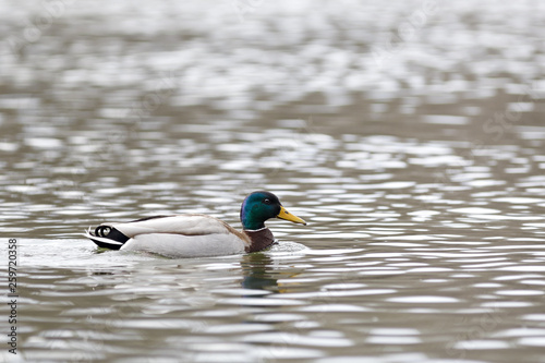 The male on the water of the river in early spring. Mallard during migration.