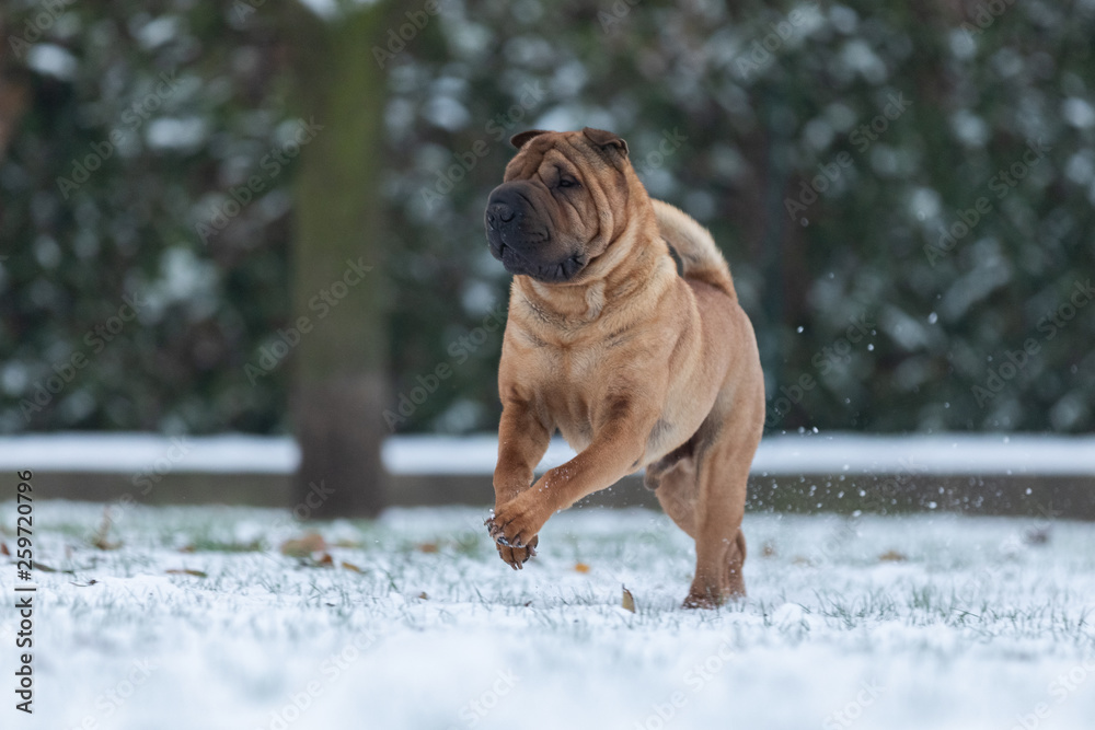 Sharpei in the snow