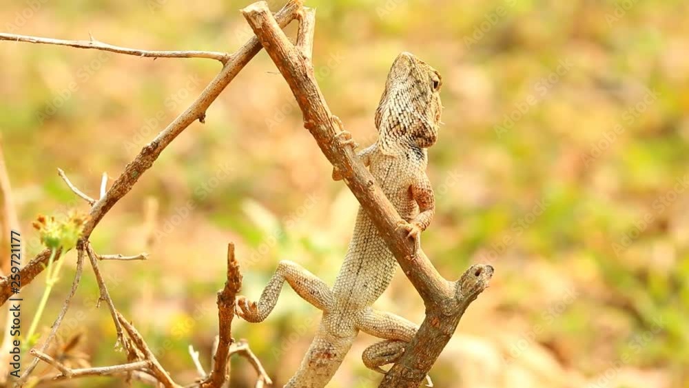 Beautiful Lizards standing in the garden Chiangmai Thailand Beautiful Lizards standing in the garden Chiangmai Thailand