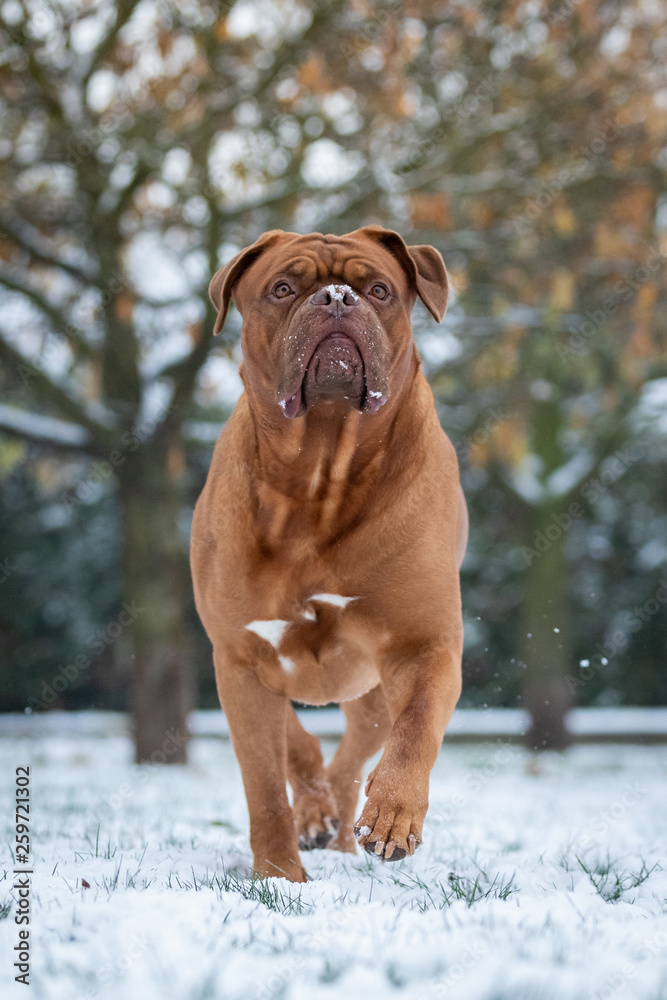 French Mastiff in the snow