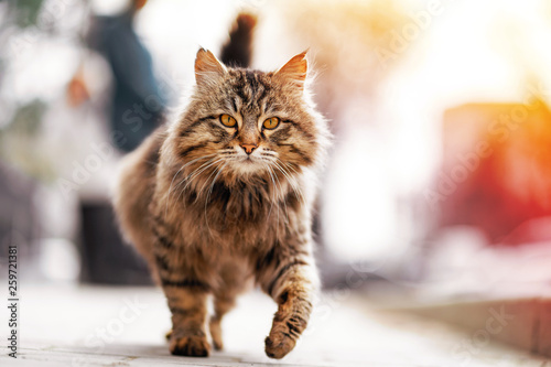 Photo of walking unhappy ginger homeless cat.