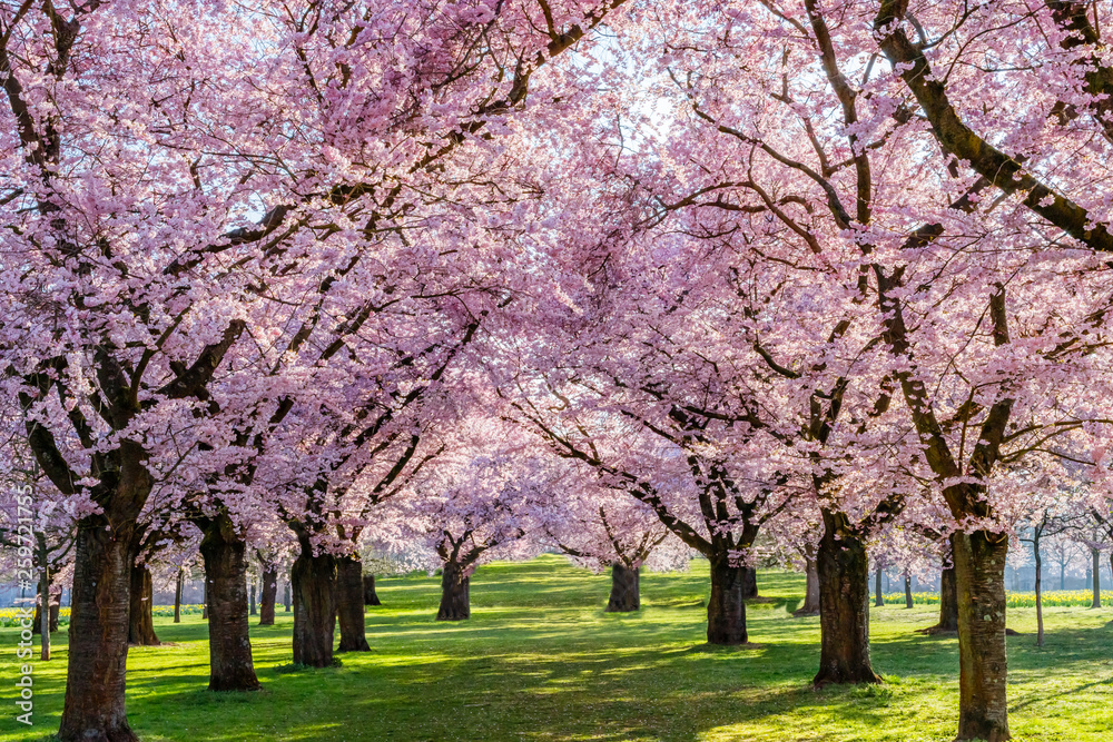 Sakura Cherry  blossoming alley. Wonderful scenic park with rows of blossoming cherry sakura trees and green lawn in spring on fresh green lawn