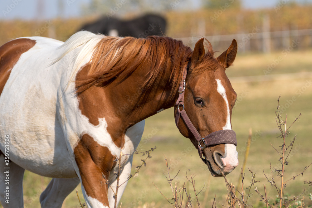 Fototapeta premium Schecken Portrait
