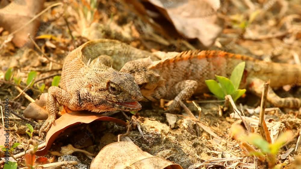 Lizards fighting for his territory in the garden Chiangmai Thailand Lizards fighting for his territory in the garden Chiangmai Thailand