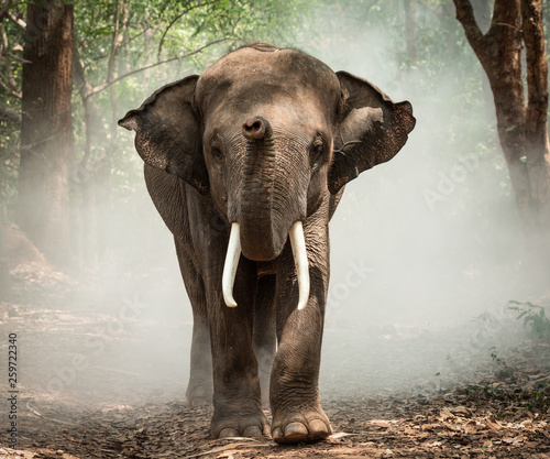 Canvas Print Asia elephants