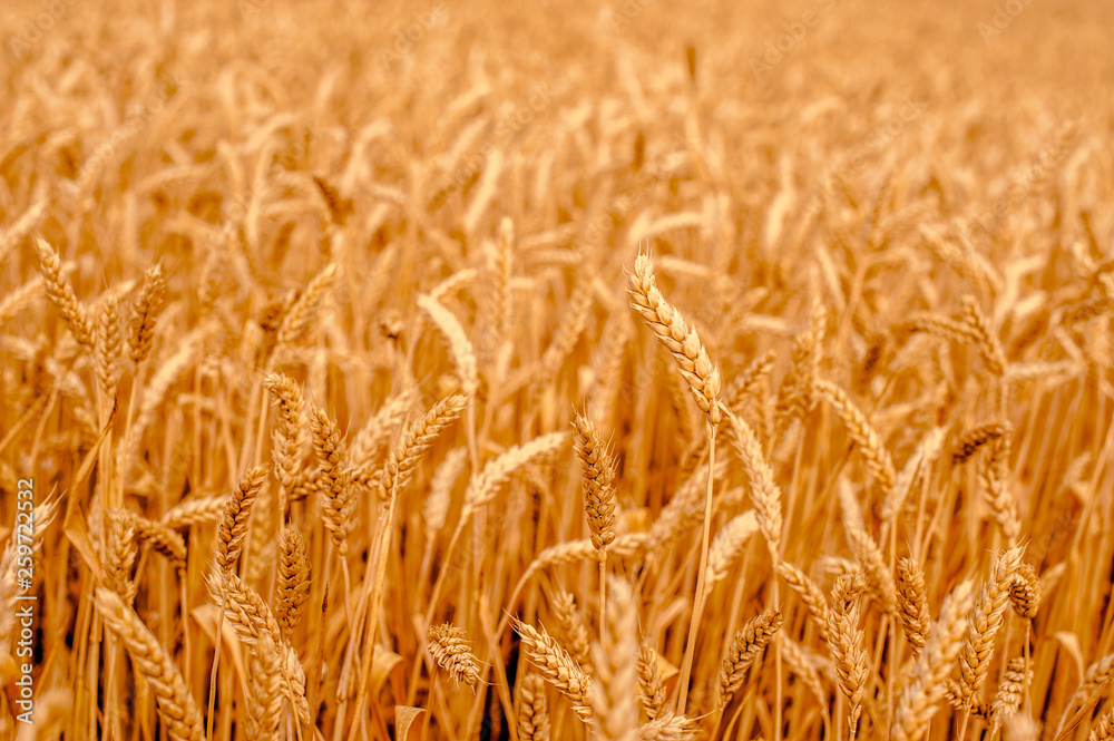 background of yellow ears on the beautiful golden wheat field background of yellow ears on the beautiful golden wheat field