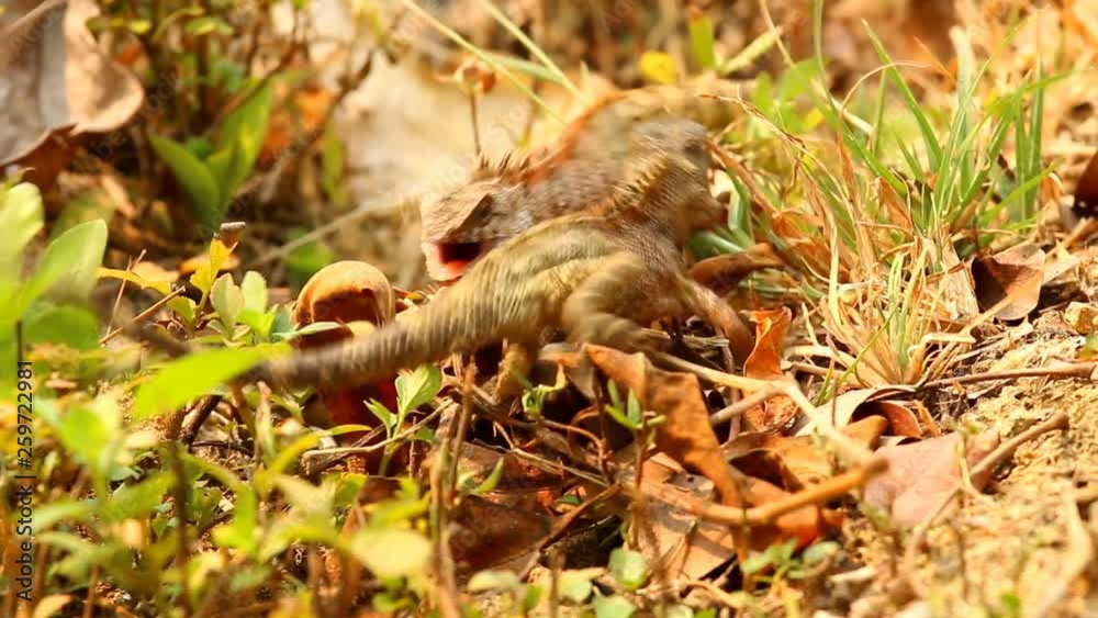 Lizards fighting for his territory in the garden Chiangmai Thailand Lizards fighting for his territory in the garden Chiangmai Thailand