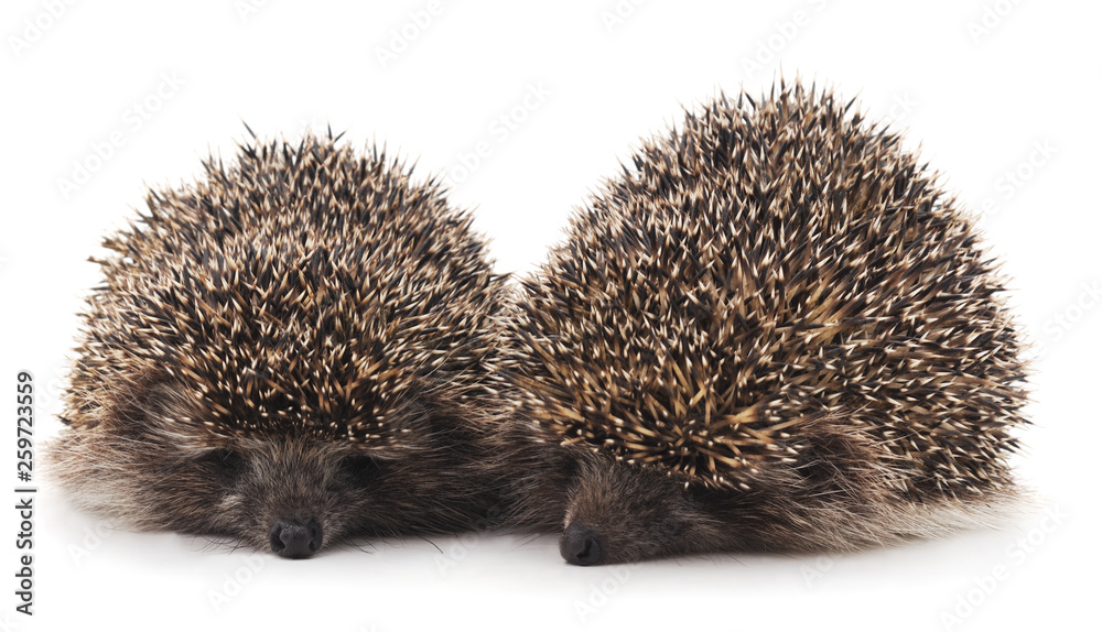 Fototapeta premium Two beautiful hedgehogs.