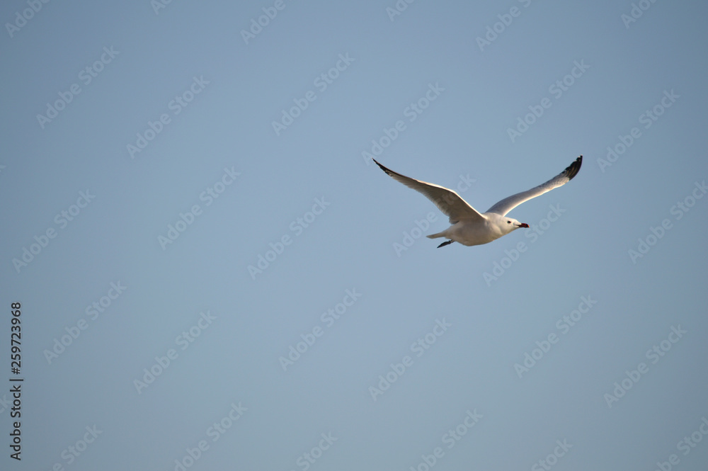 Close-up of a Beautiful Seagull, Nature, Seascape, Sicily, Italy, Europe Close-up of a Beautiful Seagull, Nature, Seascape, Sicily, Italy, Europe