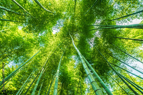 bamboo forest beautiful green natural background