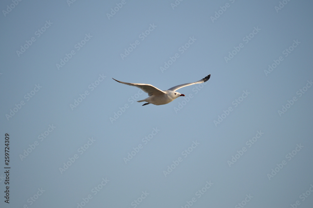 Obraz premium Close-up of a Beautiful Seagull, Nature, Seascape, Sicily, Italy, Europe