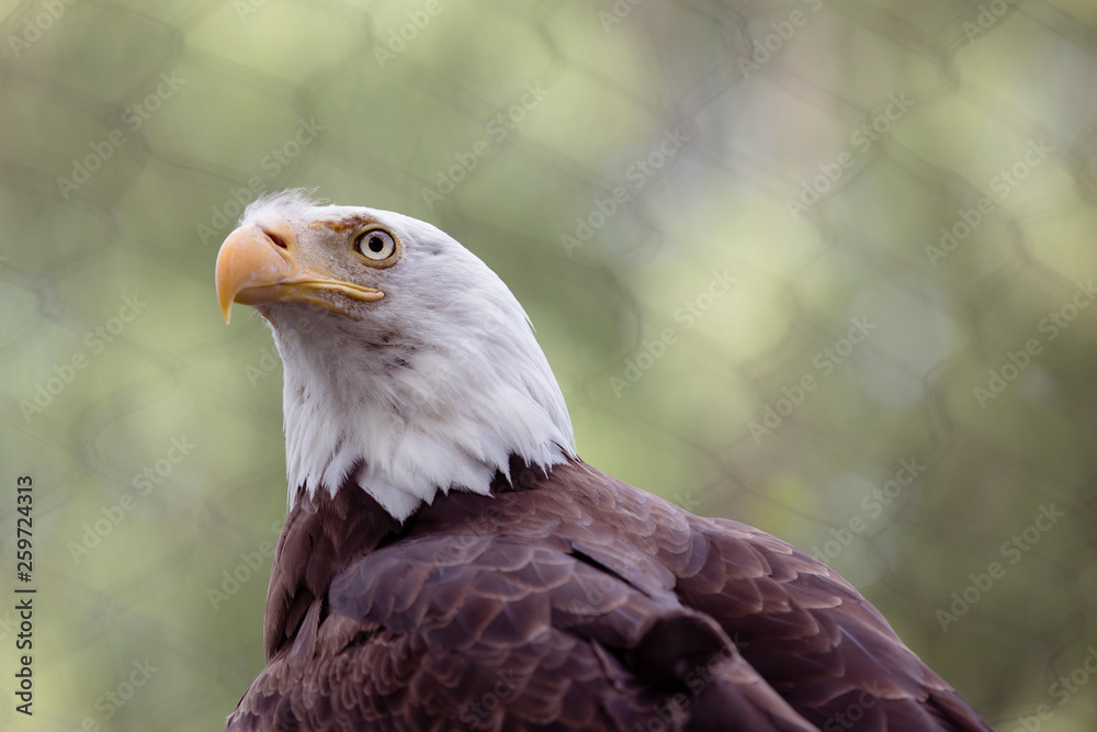 Fototapeta premium Bald Eagle
