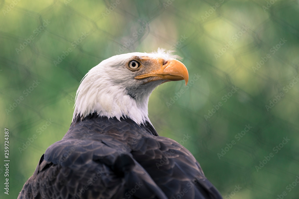 Obraz premium Bald Eagle