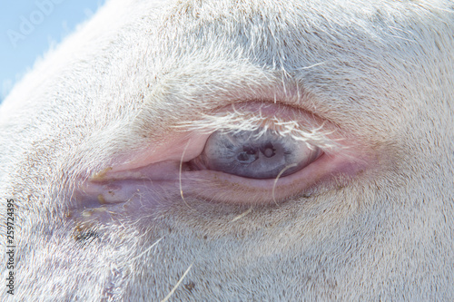 Macro view on the eye of a white donkey
