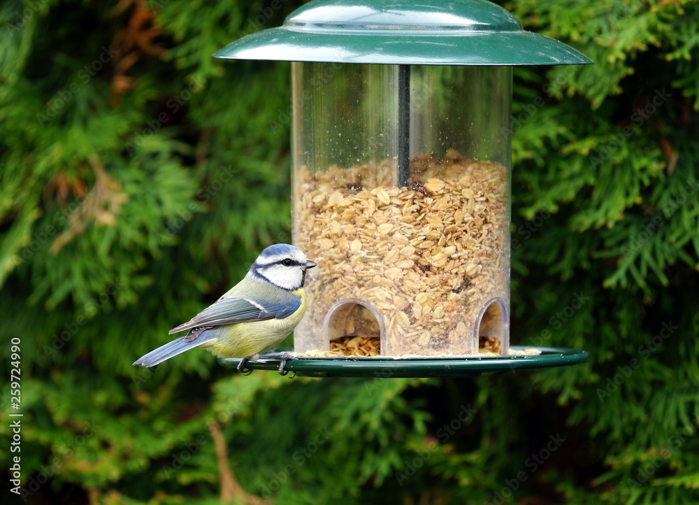 Naklejka premium Blaumeise,Meise,Vogelfutter