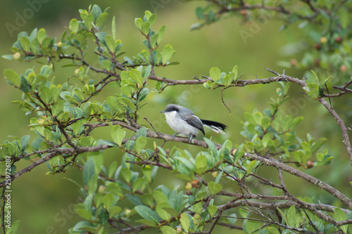 bird on a branch