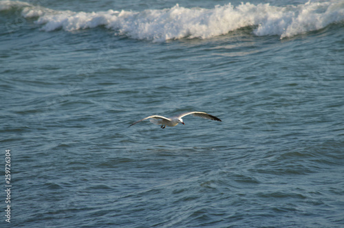 Close-up of a Beautiful Seagull, Nature, Seascape, Sicily, Italy, Europe © Simoncountry