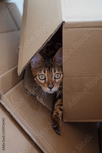 bengal kitten looks out of the cardboard box