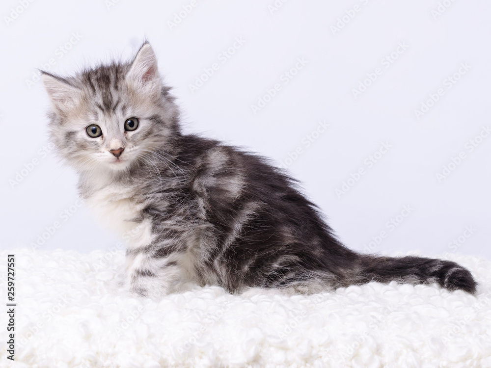 Norwegische Waldkatze Norwegische Waldkatze
