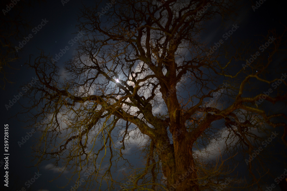 spooky tree at night