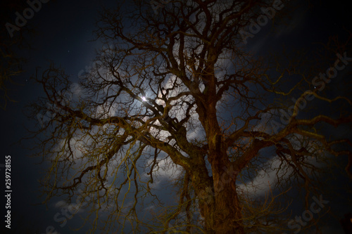 spooky tree at night © Mathew
