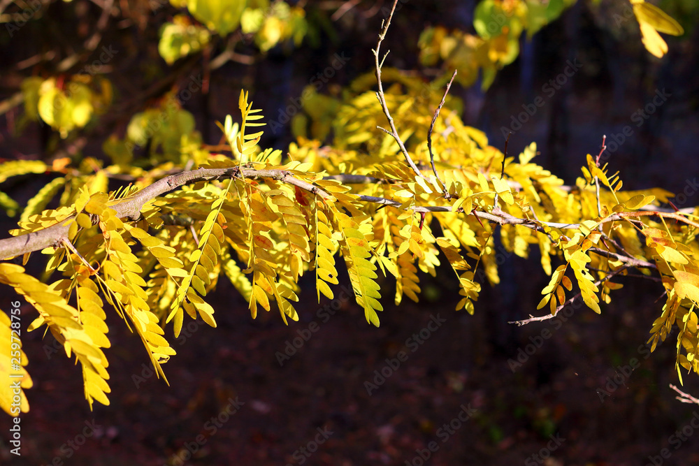 Branch of yellow and orange fall acacia leaves closeup. Beautiful transparent leaves in sunlight. Fall season nature. Acacia foliage closeup. Branch of yellow and orange fall acacia leaves closeup. Beautiful transparent leaves in sunlight. Fall season nature. Acacia foliage closeup.