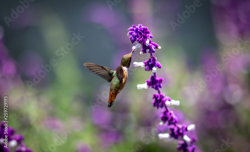 Photo Hummingbird