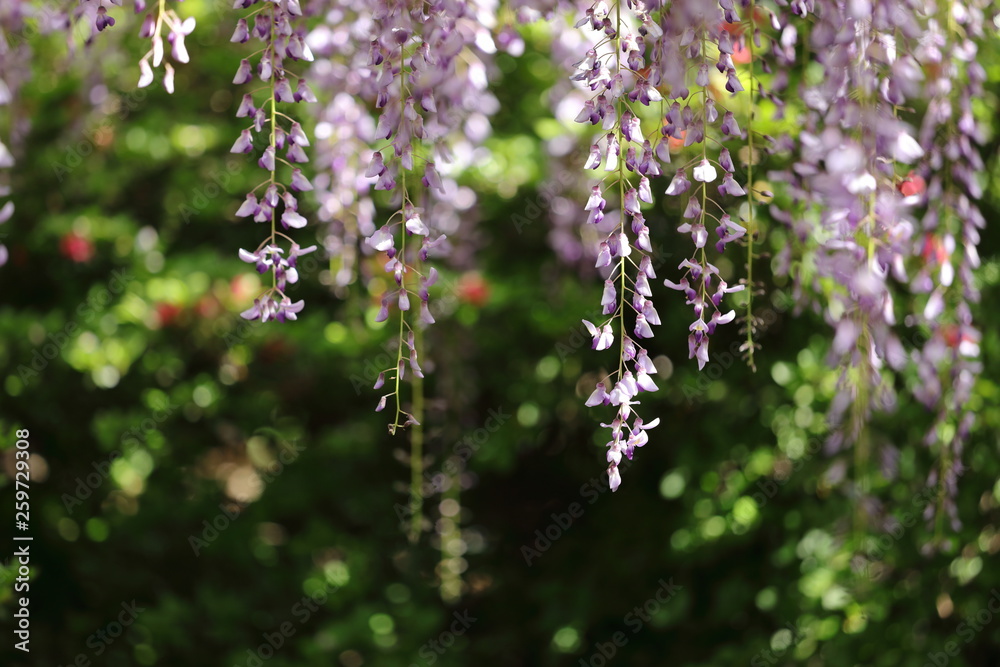 藤の花 藤の花